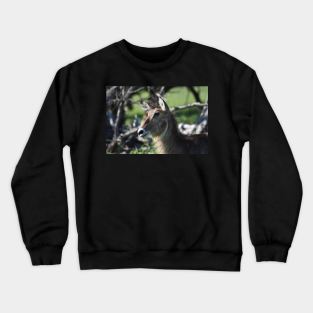 Waterbuck Crewneck Sweatshirt